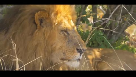 Beautiful animals in a beautiful world