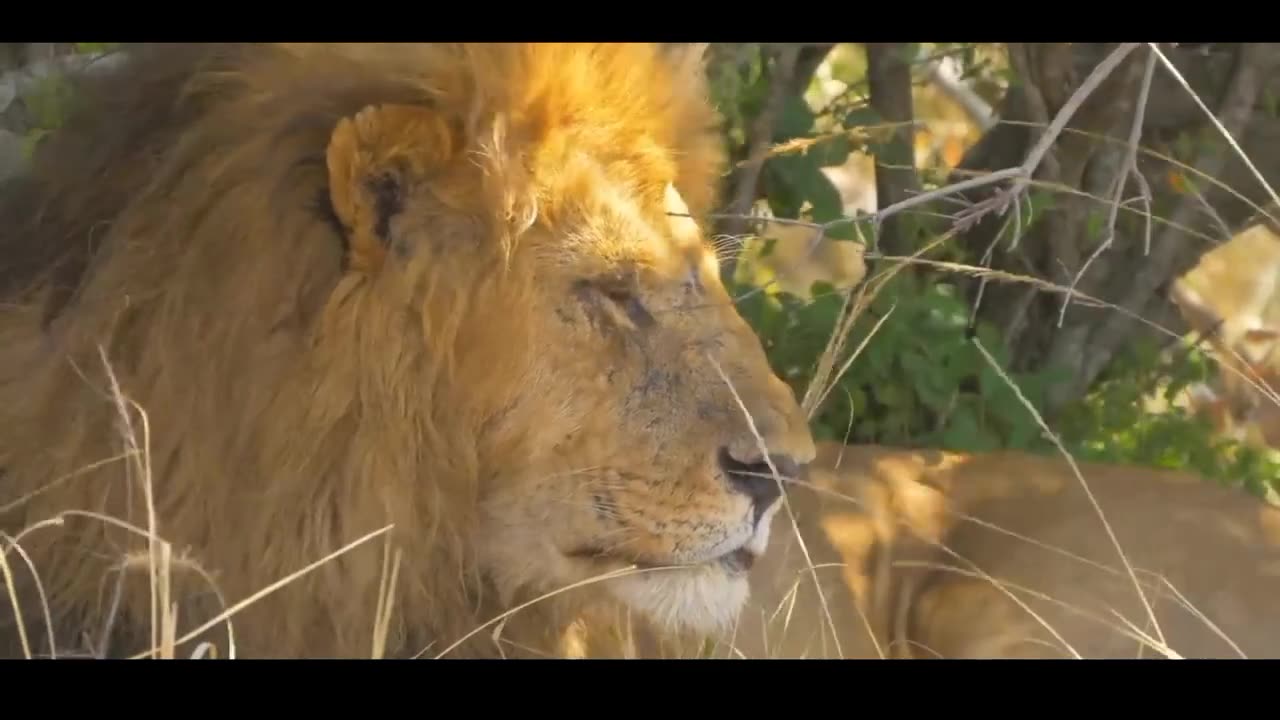 Beautiful animals in a beautiful world