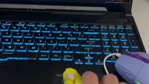 Who Needs A Computer Mouse When You Have A Parrot?
