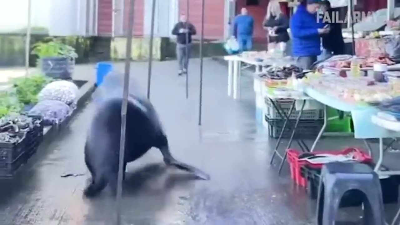 Fails You May Have Missed