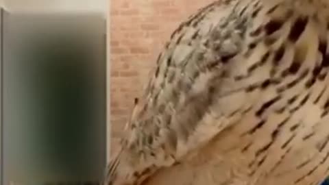 Funny animal video
