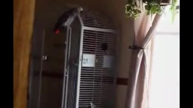 that looks like an African gray parrot which are the smartest parrots