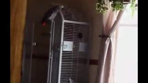 that looks like an African gray parrot which are the smartest parrots