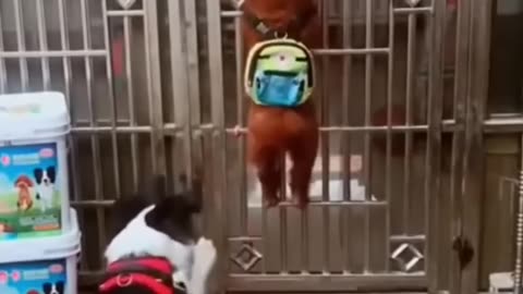 Funny Dog