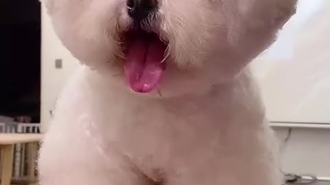 mini really makes you fat