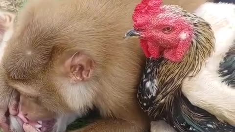 animals love❤❤ #animals #pets