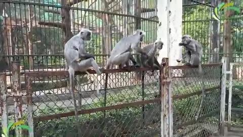 Monkey monk