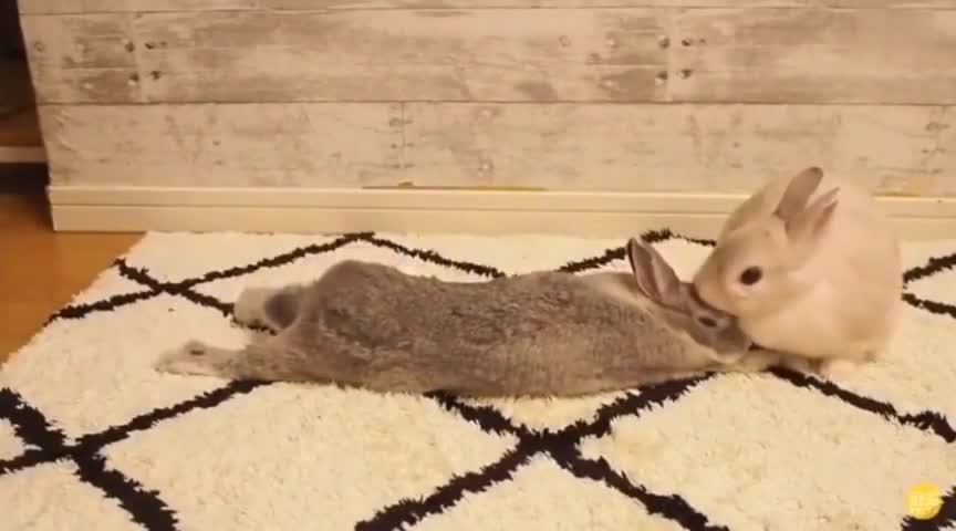 I hope the lovely rabbit will bring you a good mood