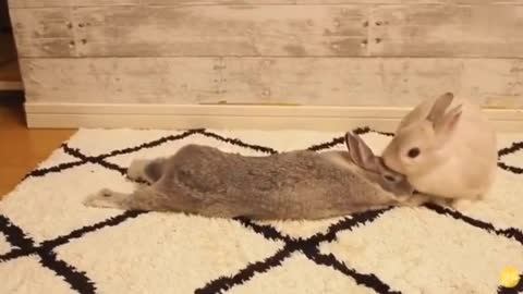I hope the lovely rabbit will bring you a good mood