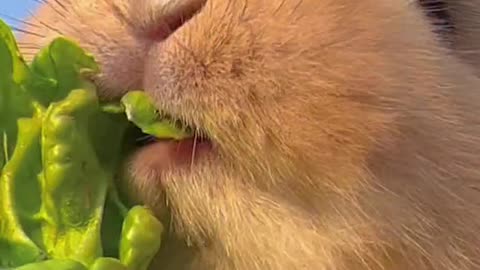 Beautiful animal 🥰🥰