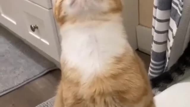 My cat is still confused #confused