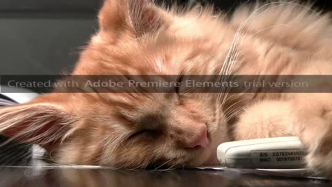 "Purrfection in Motion: The Ultimate Cat Compilation 🐾"