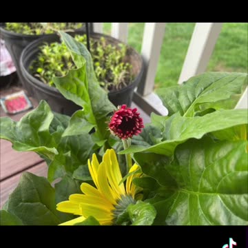 Collection of flowers