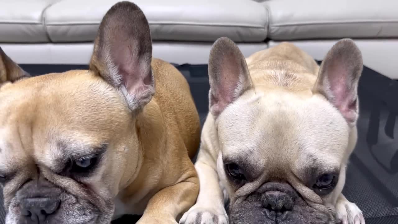 Funny Human Steals Dogs New Bed | THEY THREW A TANTRUM