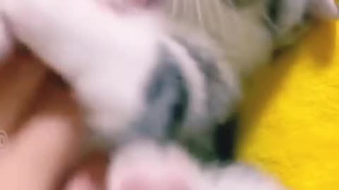 Can't stop my self watching funny kittens