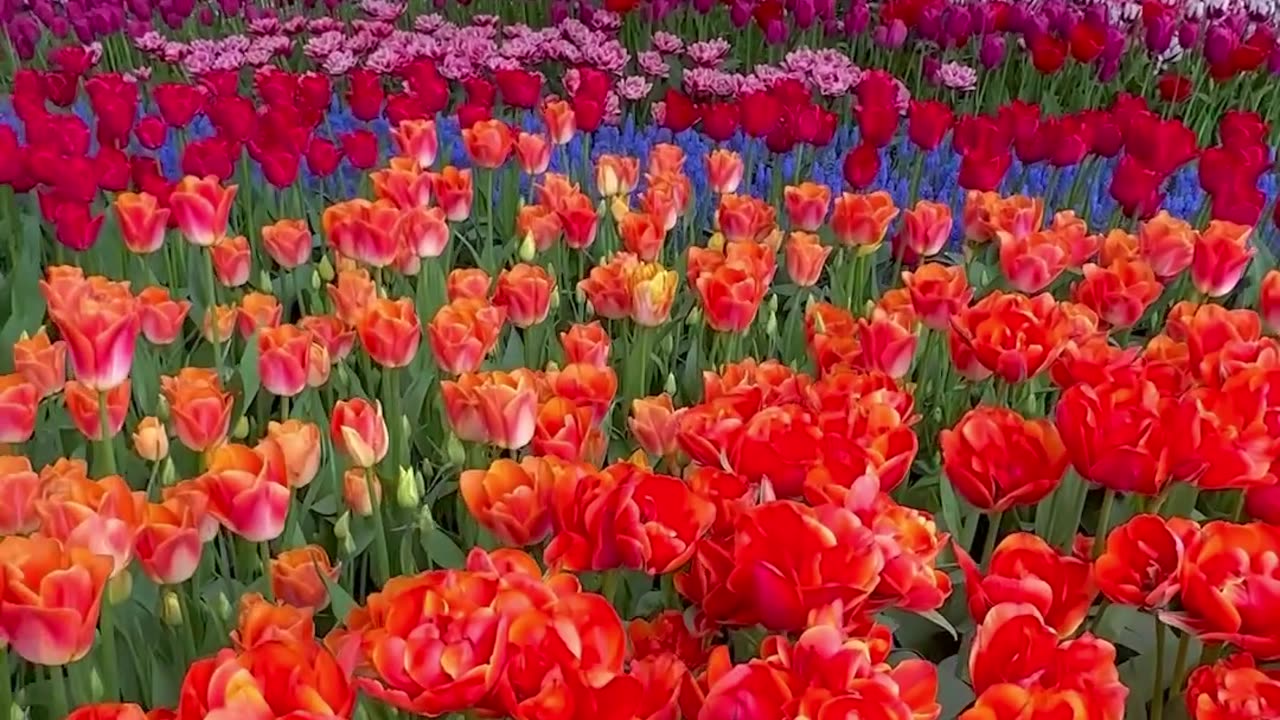 The Skagit Valley Tulip Annual Festival Held In Washington State From April 1 -April 30th