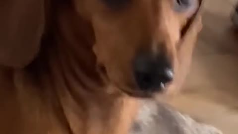 Funny animals