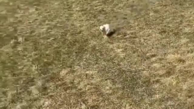 Funny dog lover