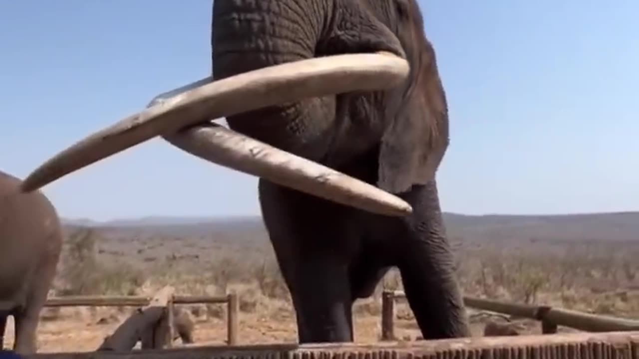 Big Elephant