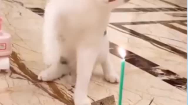 gatinhos fofos, os pets mais fofos do mundo, amo pets