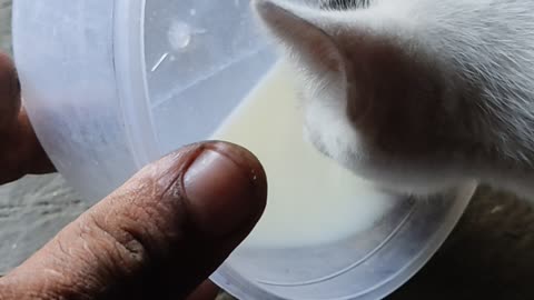 Look what a poor kitten eats, very distressing