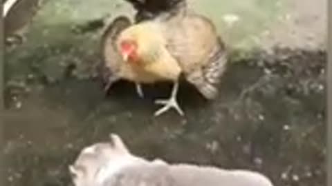 Angered bird vs angered dogs