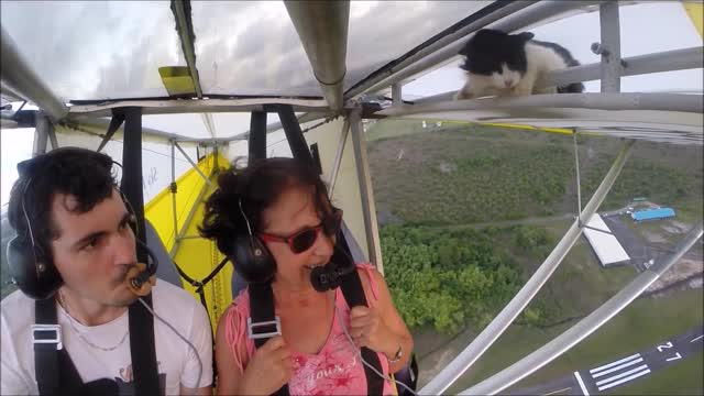 Remove cat before flight