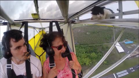 Remove cat before flight