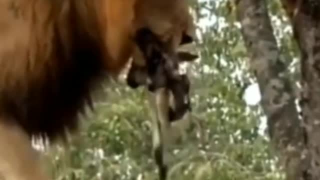 Male Lion Attack Wildebeest | Pride Lion HuntingWildebeest.
