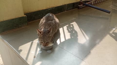 Cute cat drinking milk