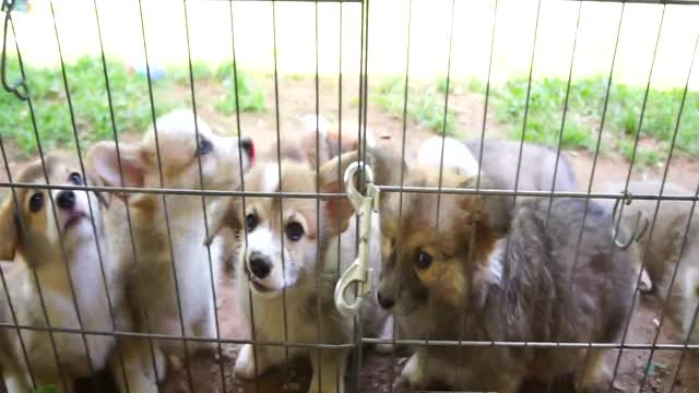 Cuando los cachorros de Corgi atacan, ¡no hay dedo que se salve!