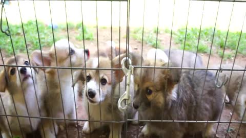 Cuando los cachorros de Corgi atacan, ¡no hay dedo que se salve!