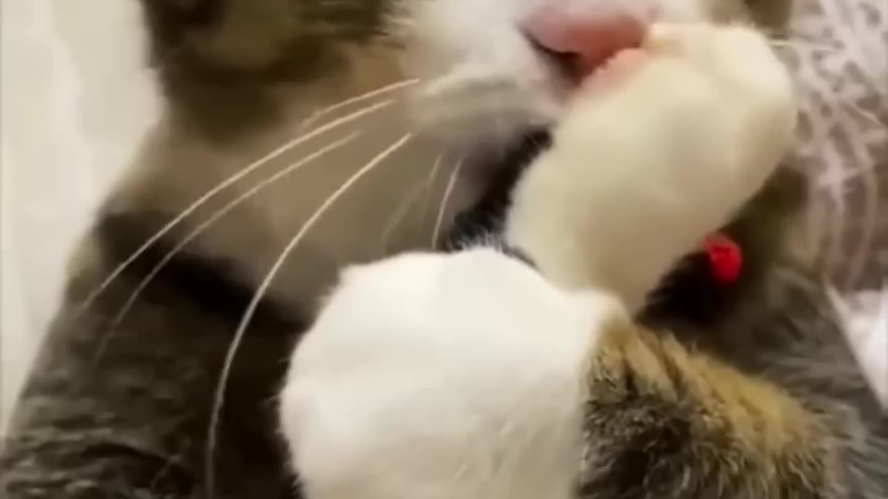 Funny animals videos