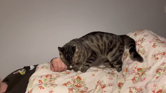 You have to be a cat owner to feel the joy