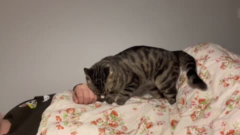 You have to be a cat owner to feel the joy