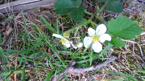 Wild Strawberry Plant