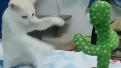 Funny Animal Videos of the day