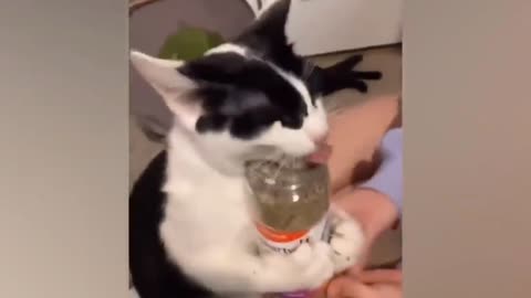 Time to laugh! Videos of funny cats and kittens for a good mood! 😻