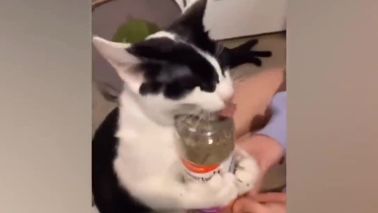 Time to laugh! Videos of funny cats and kittens for a good mood! 😻