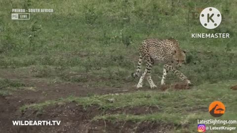 Crocodile Catches Cheetah