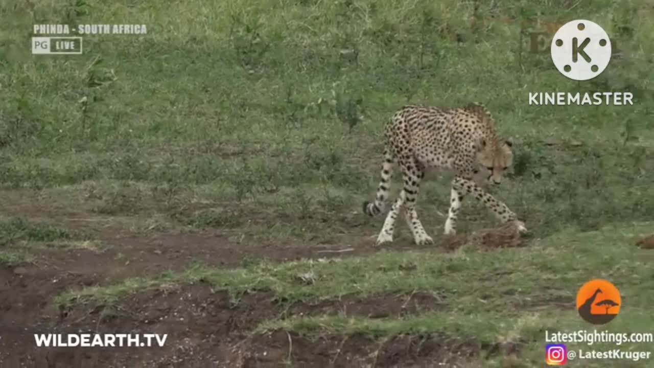 Crocodile Catches Cheetah