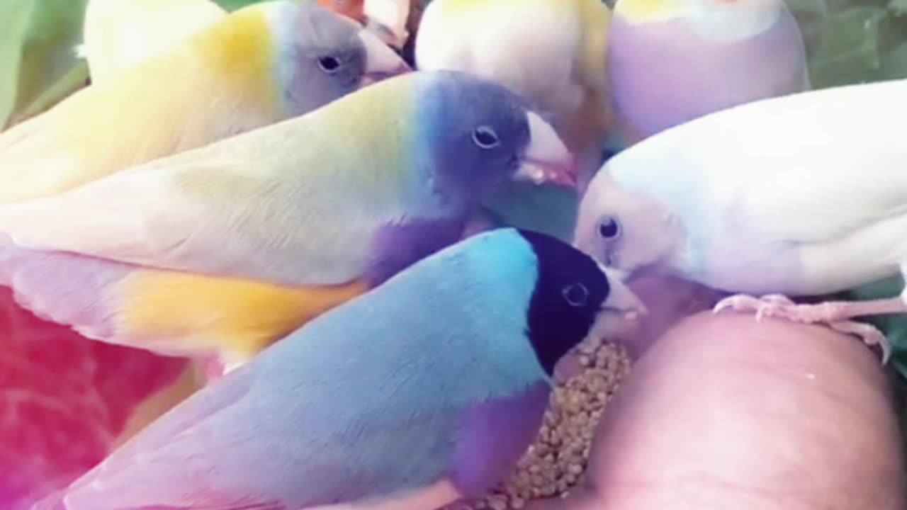 Beautiful birds 🤩