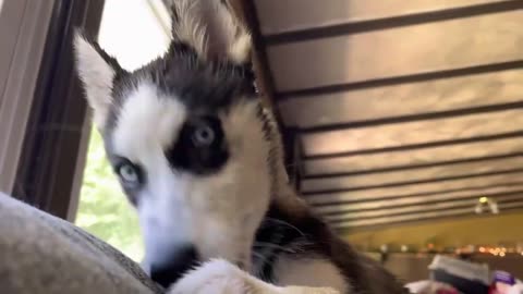 Husky Puppy Attacks Camera After Swimming - Yuka Is At It Again