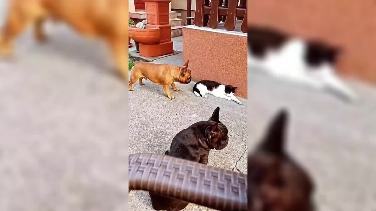 animal compile