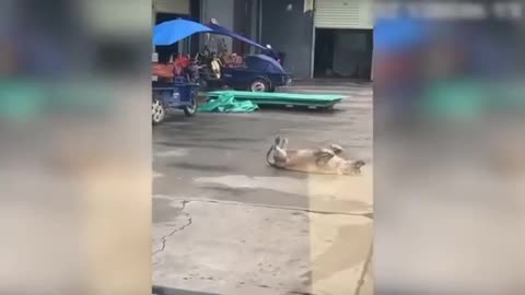 Top Funniest cat video 2023
