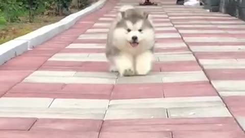 Cute puppy run ounside with his own feel so happy