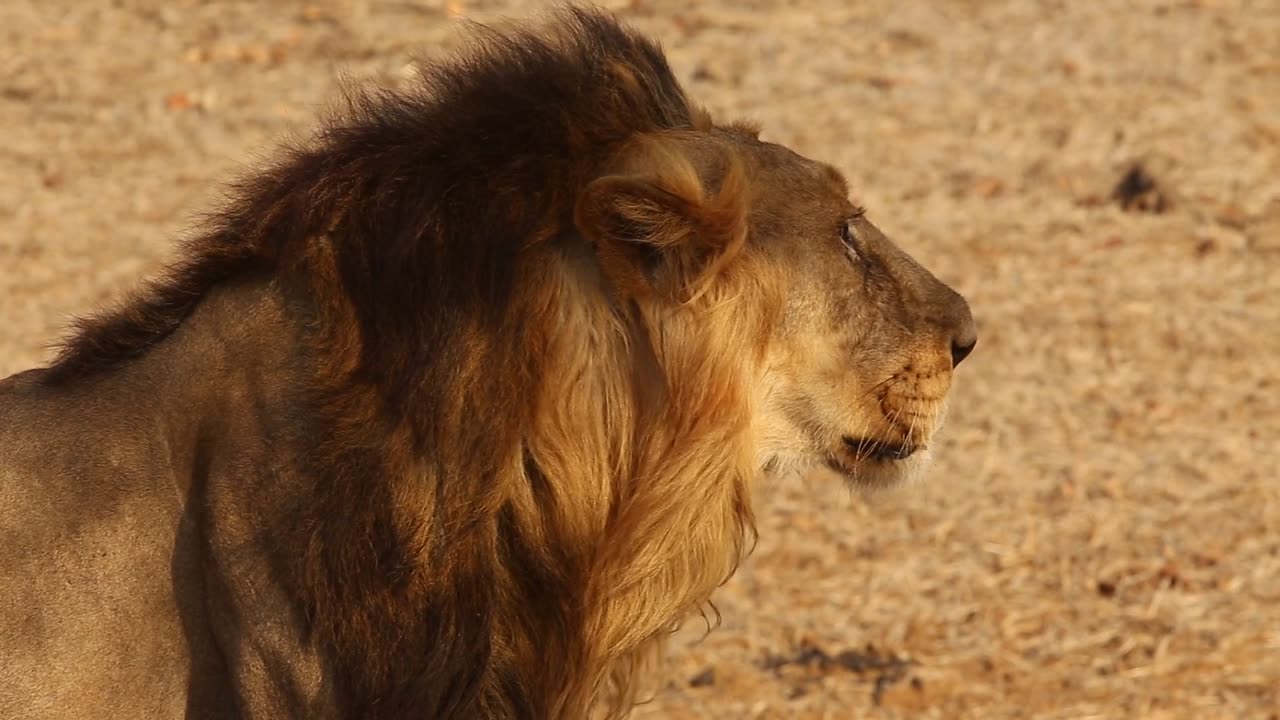 A very predatory lion Hurry up and see