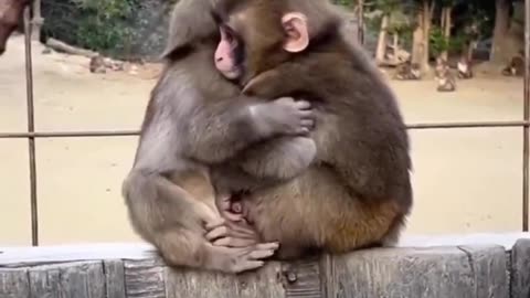 Real Monkey Feelings!
