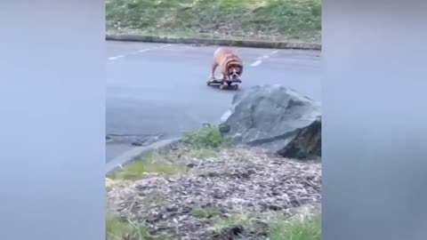Dogs Skateboarding 🐶🛹 Awesome Dogs On Skateboards