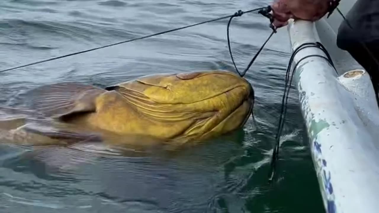 Best fishing video in this world. So see you full video..and enjoy video